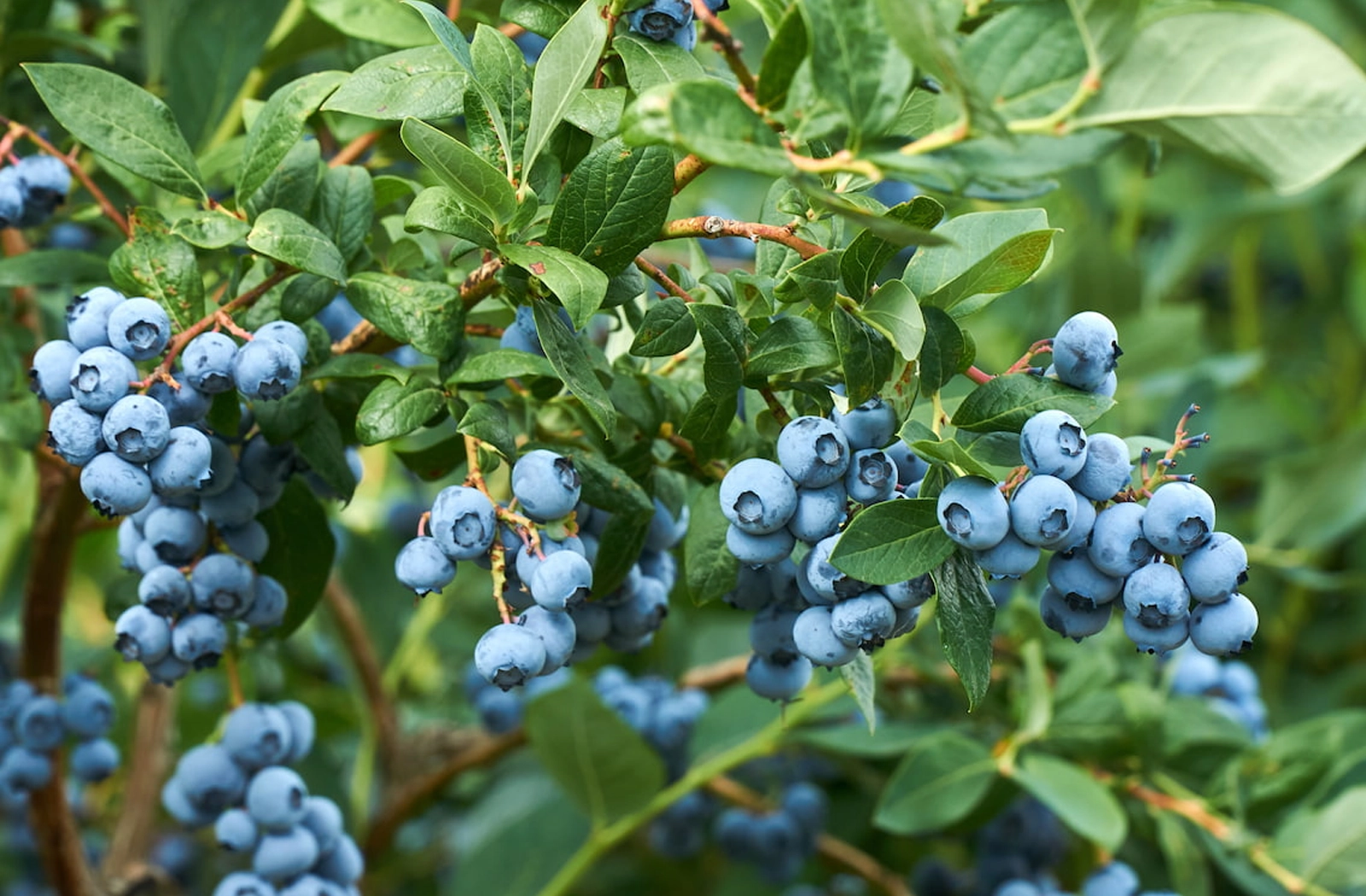 para_que_sirve_mandarina copia